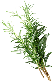 Freisteller Rosmarinzweige