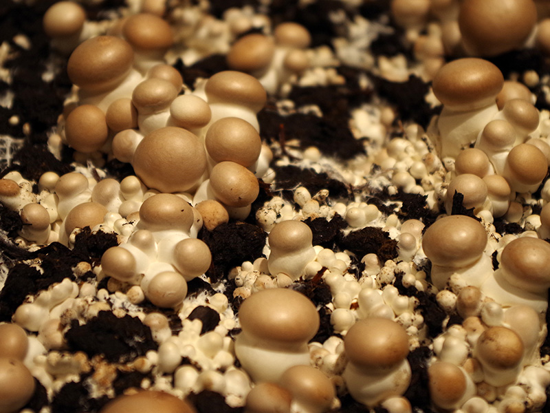 Junge braune Champignons wachsen dicht an dicht auf dunklem Substrat