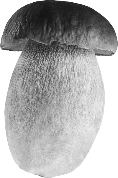 Steinpilz Schwarz-Weiß Foto
