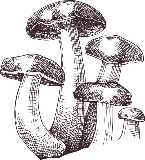 Zeichnung Pilze