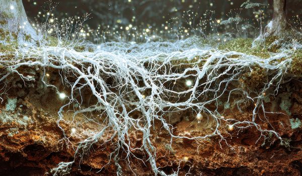 Verzweigtes Myzel unter der Erde zwischen zwei Bäumen, leuchtende Pilzfäden sichtbar