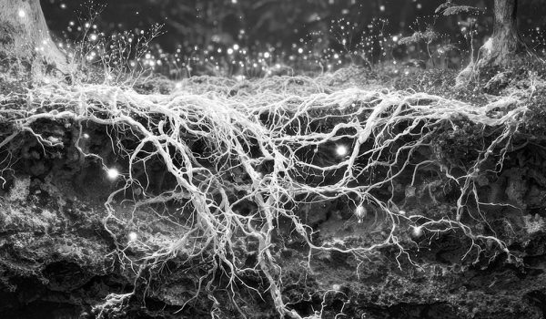 Schwarz-Weiß Bild: Verzweigtes Myzel unter der Erde zwischen zwei Bäumen, leuchtende Pilzfäden sichtbar