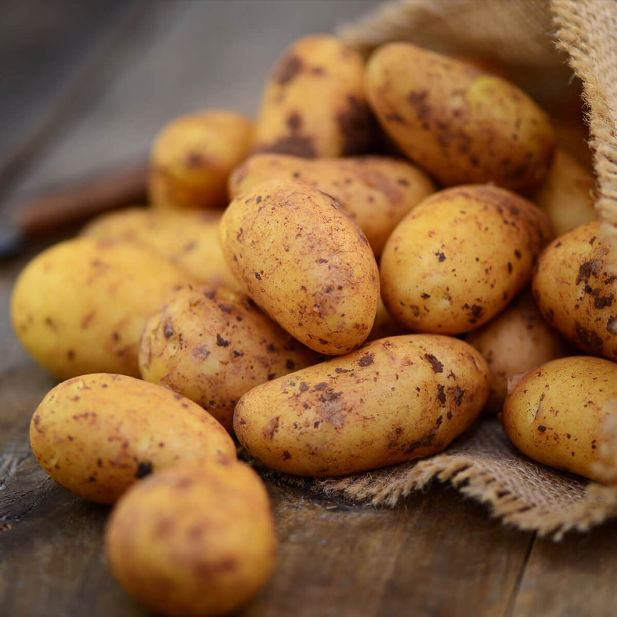 Frische Kartoffeln an denen noch erde Haftet in einem kleinen Jutesack