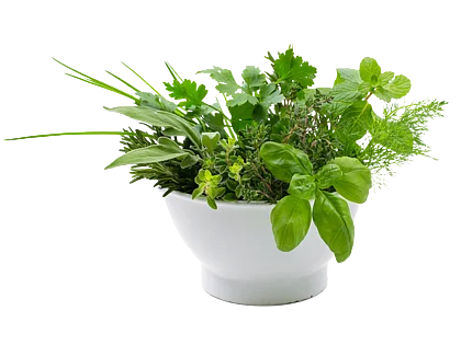 Frische Kräuter in einem Topf