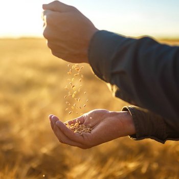 Symbolisierte Nachhaltigkeit durch Getreidekörner in der Hand eines Menschens