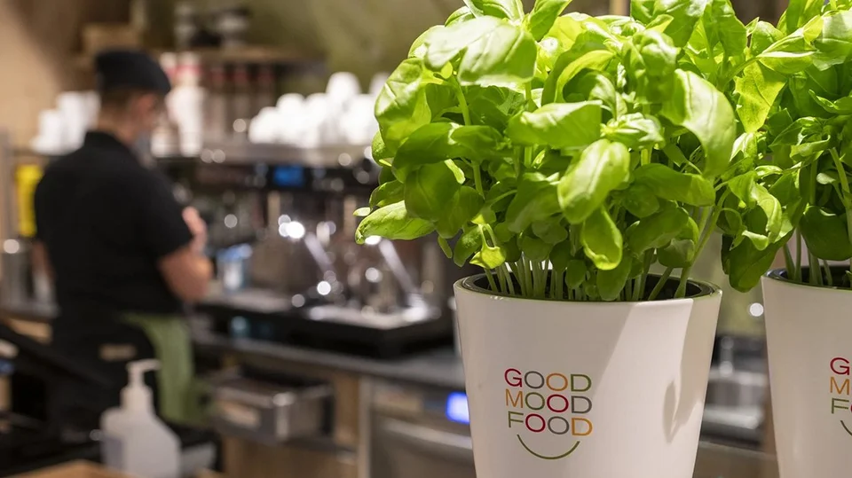 Frische Kräuter im GoodMoodFood Blumentopf von apetito catering in einer Betriebsgastronomie