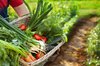 Vielfalt an frisch geerntetem Gemüse von einem Landwirt zeigt den Aspekt regionaler Nachhaltigkeit