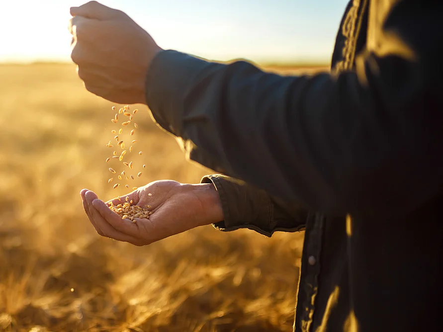 Symbolisierte Nachhaltigkeit durch Getreidekörner in der Hand eines Menschens